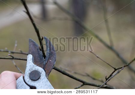 Pruning Pruning Branches For Young Trees. Spring Works In The Garden.