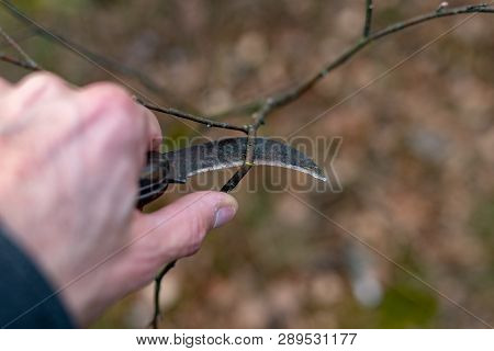 85/5000Pruning Branches With A Knife To Young Trees. Spring Works In The Garden.