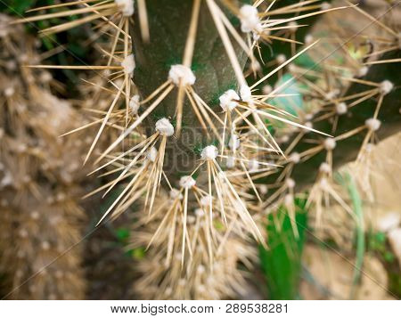 Big Echinopsis Subdenudata Cactus Plant. Saguaro Cactus, Also Known As Cardon Grande Cactus, Echinop