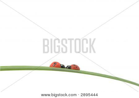 Kærlighed Bugs