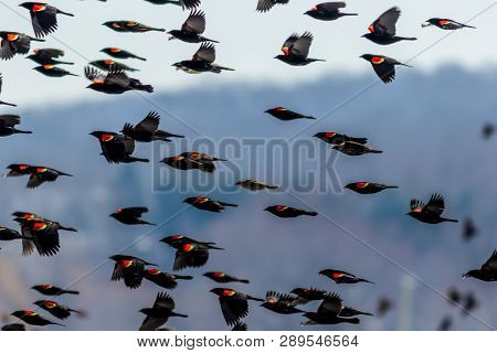 Red Winged Blackbird (agelaius Phoeniceus) Migration Flies In Formation On A Late Winter Morning