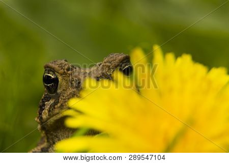 Toad Peeking Out From Behind A Dandelion Flower