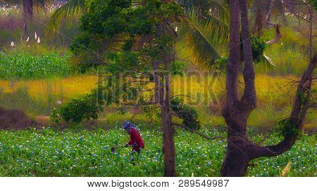 Farmers Of Thailand Shoveling Soil With A Shovel In A Corn Plantation