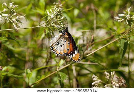Closeup Of Male Plain Tiger Butterfly (phalanta Phalantha) Feeding On Small White Flower