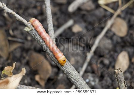 Red Zeuzera Coffeae Or Moths Stem Borer Destroy Tree, It Is Dangerous Insect Pests With Plant Diseas