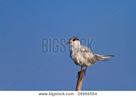 Ortak Terns