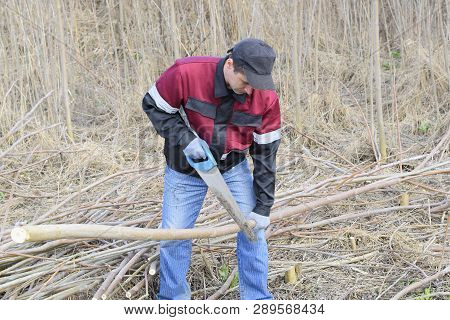 Man Saws Sawing A Tree Branch. Wood Sawing With A Hand Saw.