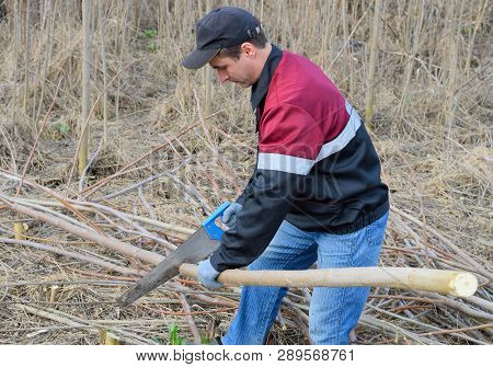 Man Saws Sawing A Tree Branch. Wood Sawing With A Hand Saw.