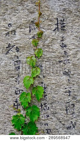 Nami, South Korea - Feb 6, 2015. Nature Green Tiny Leaves On The Old Wall In Spring Time.