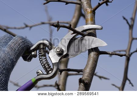 Pruning Pear Branches Pruners. Trimming The Tree With A Cutter. Spring Pruning Of Fruit Trees.