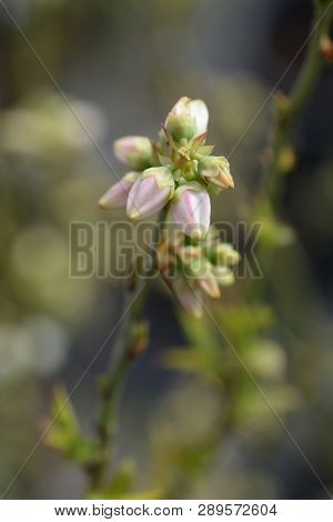 Highbush Blueberry - Latin Name - Vaccinium Corymbosum Blueray