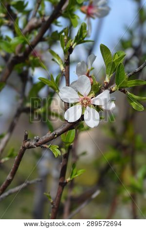 Almond Flower - Latin Name - Prunus Dulcis (syn. Prunus Amygdalus)