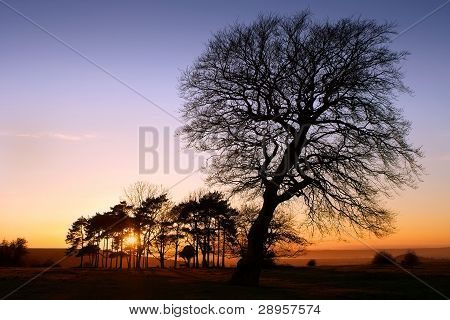 Arbres que se découpant au coucher du soleil
