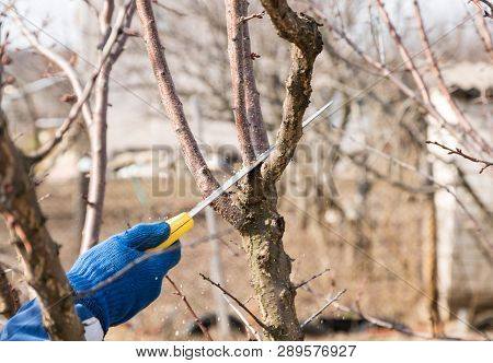 Man Makes Spring Tree Pruning In A Garden With A Garden Saw