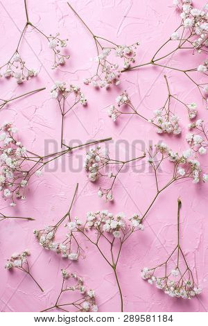 Pattern From Fresh White Gypsofila  Flowers On  Pink Textured Background. Top View. Flat Lay. Vertic