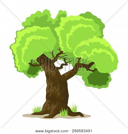 Deciduous Tree In Four Seasons - Spring, Summer, Autumn, Winter. Nature And Ecology. Natural Object 