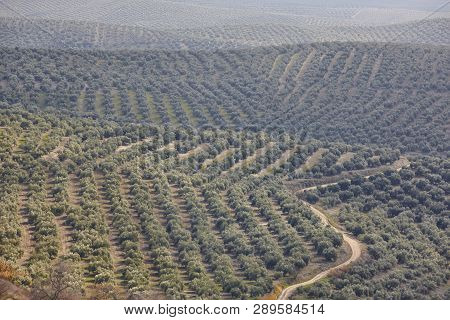 Olive Tree Fields In Andalusia. Spanish Agricultural Harvest Landscape. Jaen