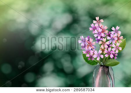 Beautiful Live Malva Or Mallow Bouquet Bouquet In Glass Vase On Sunny Day With Empty Space For Your 