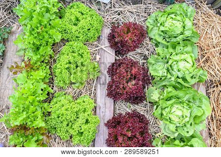 Salad Butter Head And Green Oak, Red Oak Growing In Garden Orgarnic, Summer Season For Plant Vegetab