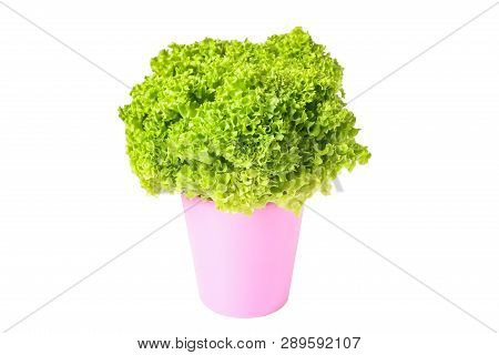 Freshness Lettuce Green Coral Salad On White Background Isolated. Lettuce Is A Plant Grown As A Leaf