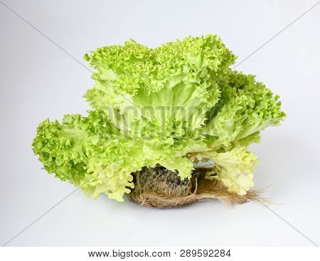 Freshness Lettuce Green Coral Salad On White Background Isolated. Lettuce Is A Plant Grown As A Leaf