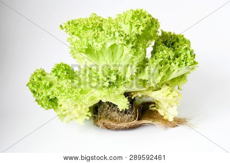 Freshness Lettuce Green Coral Salad On White Background Isolated. Lettuce Is A Plant Grown As A Leaf