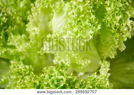 Freshness Lettuce Green Coral Salad On White Background Isolated. Lettuce Is A Plant Grown As A Leaf