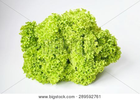 Freshness Lettuce Green Coral Salad On White Background Isolated. Lettuce Is A Plant Grown As A Leaf