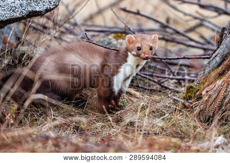 Stone Marten, Martes Foina, With Clear Green Background. Detail Portrait Of Forest Animal. Small Pre