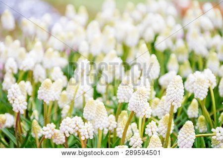 Grape Hyacinth Or White Muscari Or White Majic Flower In Pot And White Background, A Genus Of Perenn