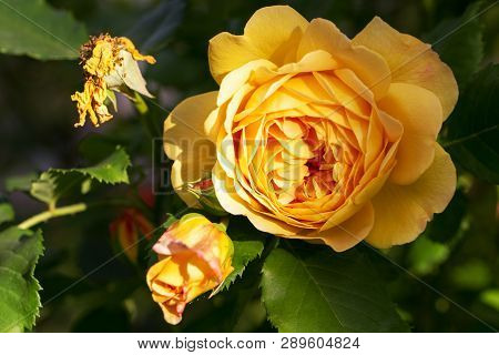 Blooming Yellow Rose In The Garden On A Sunny Day. David Austin Rose Golden Celebration