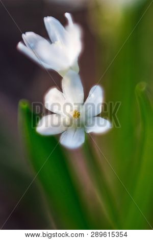 White Early Spring Flower On Green Background, Artistic Soft Selective Focus