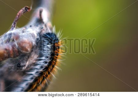 Macro Fluffy Caterpillar On Tree Branch, Soft Selective Focus, Copy Space