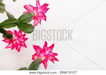 Closeup Of Flowers Pink In Sunny Day With Beautiful Light, Soft Focus, Copy Space. Blooming Flowers 
