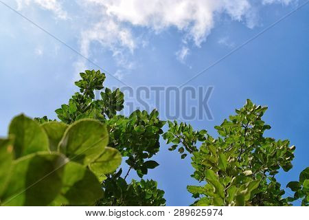 Green Leaves Of Tree With Clear Sky Sunny