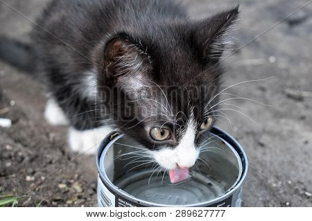 Cute Kitty Drinks Water From Metal Can By Tongue