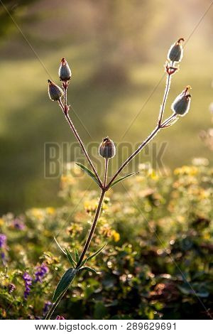 Blooming Flowers On A Green Grass. Meadow With Wild Flowers. Flowers Is Seed-bearing Part Of A Plant