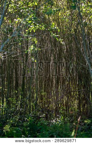 Brushwood Forest In Latvia. Wild Plants Growing In Fir And Pine Forest. Mixed Wood. Brushwood Is Und