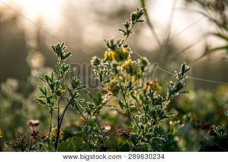 Blooming Yellow Flowers On A Green Grass. Meadow With Wild Flowers. Flowers Is Seed-bearing Part Of 