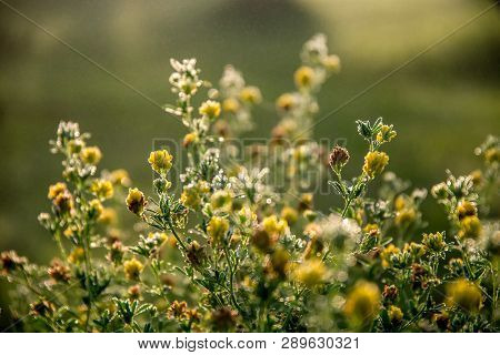 Blooming Yellow Flowers On A Green Grass. Meadow With Wild Flowers. Flowers Is Seed-bearing Part Of 