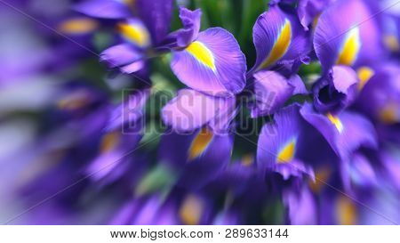 Violet Delicate Iris Flowers. Elegant, Abstraction, Tender Flower Background. Soft, Selective Focus,