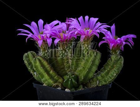Echinocereus Morricali