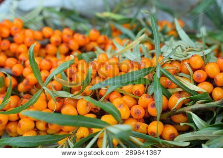 Branch With Berries Of Sea Buckthorn With Leaves