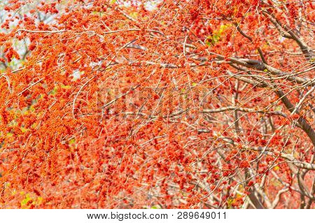 Close Up Beautiful Tree Monkey Flower Tree, Phyllocarpus Septentrionalis For Wallpaper Background
