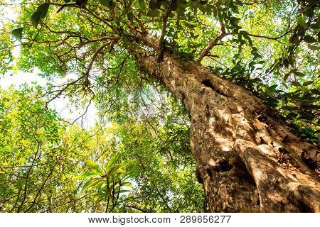Ant Eye View Of Nyireh Batu Tree Or Xylocarpus Granatum In Mangrove Forest Background.forest And Env