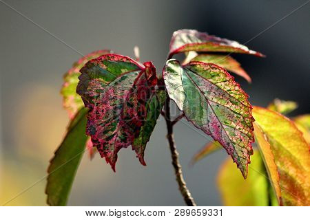Very Beautiful Polka Dot Plant Dotted With Pink Color