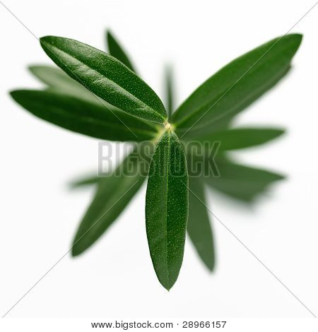 Olive Tree fra oven