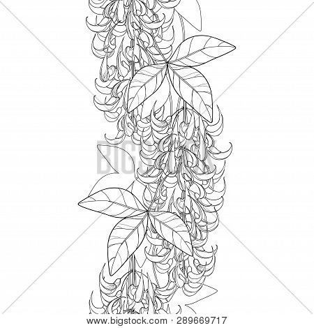 Vector Seamless Pattern With Outline Strongylodon Flower Bunch Or Turquoise Jade Vine With Leaf And 