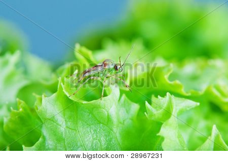 Vista frontale Mirid Bug su un'insalata di foglie