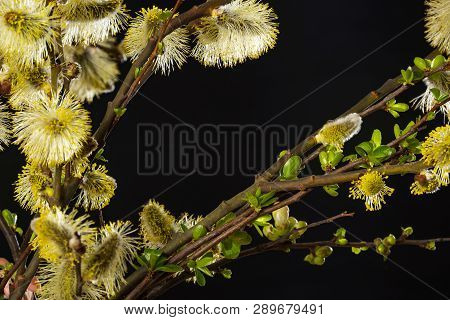 Salix Caprea, Goat Willow, Pussy Willow, Great Sallow,close Up
